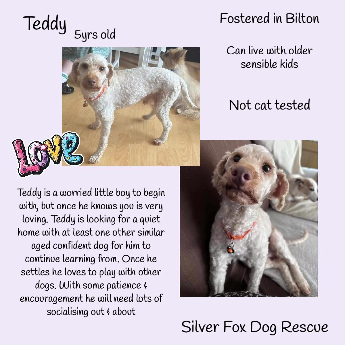 #rehomehour Male miniature Poodle TEDDY is a 5yo sweet lad who can be very worried to begin with. Once he knows you though, he is a very loving lad who is looking for a quiet home with at least one other similar aged, confident dog for him to continue to learn from. Once settled