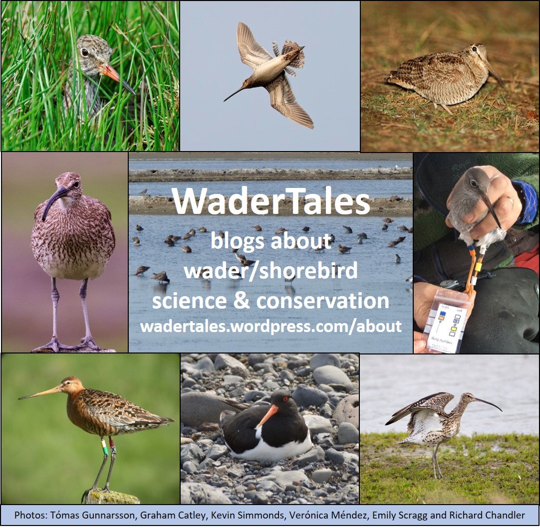 Working on WaderTales blog 1️⃣5️⃣0️⃣
Wonder how long it would take to read the other 149?
wadertales.wordpress.com/about/
#ornithology