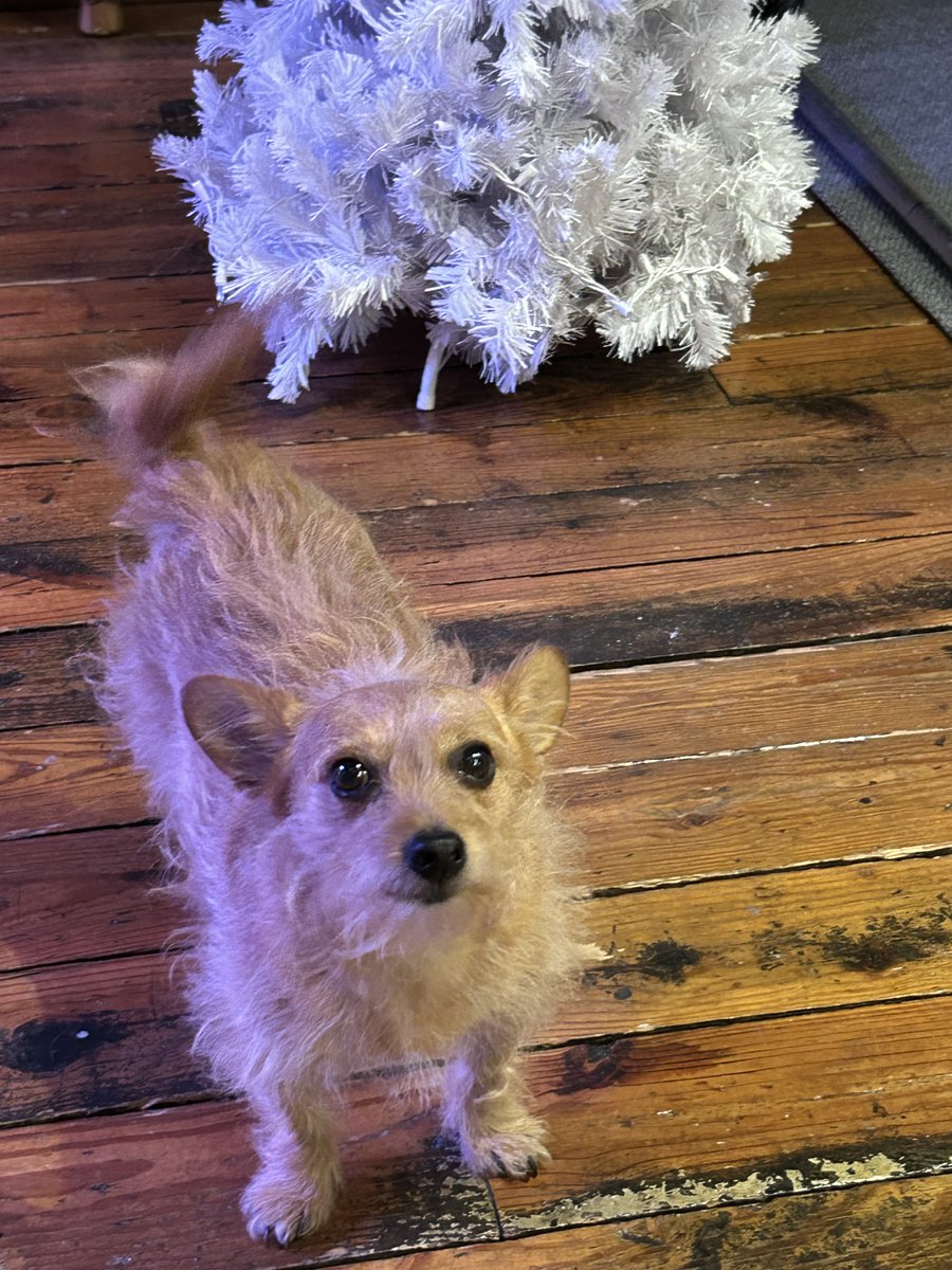 Trace Adkins (@traceadkins) on Twitter photo It’s #InternationalDogDay & we’re paws-ing to give a big round of a-paws to the real MVP behind the scenes: Trace's pup, Gary Busey! 🐶💫
Whether he’s snoozing on the job, stealing the spotlight, or just being the goodest boy around, he's always there as official "best friend." It’s #InternationalDogDay & we’re paws-ing to give a big round of a-paws to the real MVP behind the scenes: Trace's pup, Gary Busey! 🐶💫
Whether he’s snoozing on the job, stealing the spotlight, or just being the goodest boy around, he's always there as official "best friend."