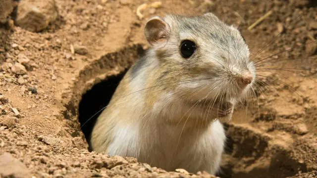 <a href="/zartujjvfhlohzs/">Mohamed Zidan</a> ده وضعهم تماما ، في سبات يمرقوا ينهبوا المواطنين ويكالوا ويشربوا  واممم متهده الحقونا ويرجعوا الحفر.