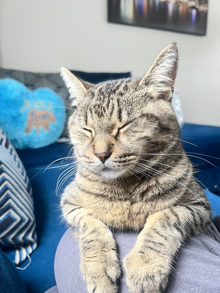 cutie pie 
#cat