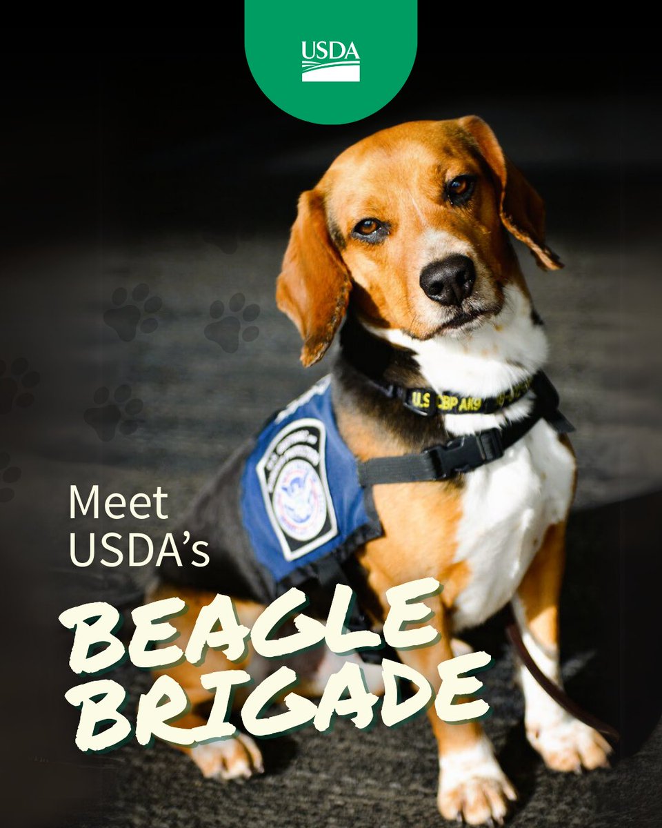 Dept. of Agriculture (@usda) on Twitter photo From airports to seaports, USDA's team of detector dogs protect U.S. agriculture by sniffing out prohibited items and invasive pests.
Go behind the scenes and learn how they are recruited from shelters and trained for their vital mission to work alongside <a href="/USDA_APHIS/">USDA Animal and Plant Health Inspection Service</a>, <a href="/CBP/">CBP</a> and From airports to seaports, USDA's team of detector dogs protect U.S. agriculture by sniffing out prohibited items and invasive pests.
Go behind the scenes and learn how they are recruited from shelters and trained for their vital mission to work alongside <a href="/USDA_APHIS/">USDA Animal and Plant Health Inspection Service</a>, <a href="/CBP/">CBP</a> and