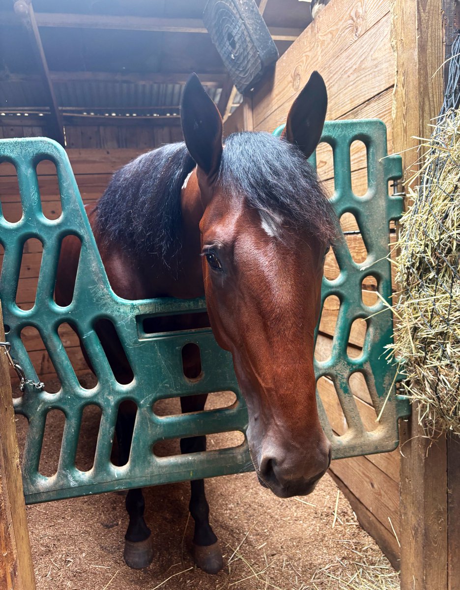HPEmilyG's tweet photo. 2yo colt pacing sensation Brandon Blvd is as cool off the track as he is on the track! He’s looking to stay undefeated in 5 starts today @RedMileHarness in Race 10 for Team @aharrisrace84  #RedMile150 https://t.co/N81tmD3OzD
