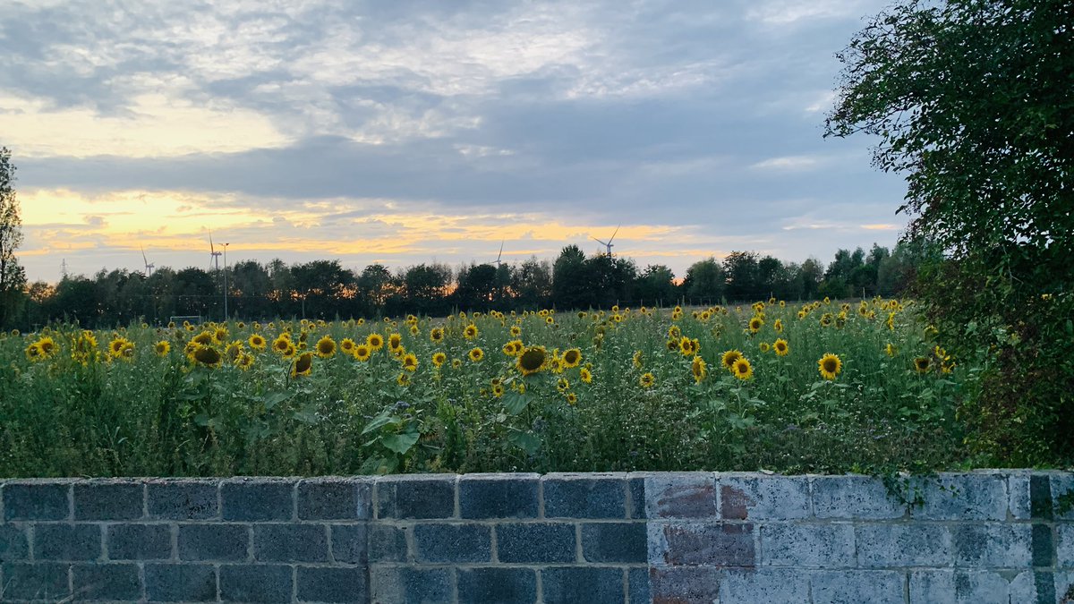 POV: je achterbuurboer werkt nog met het drieslagstelsel en besloot dan maar dit te doen ❤️

#maasvallei