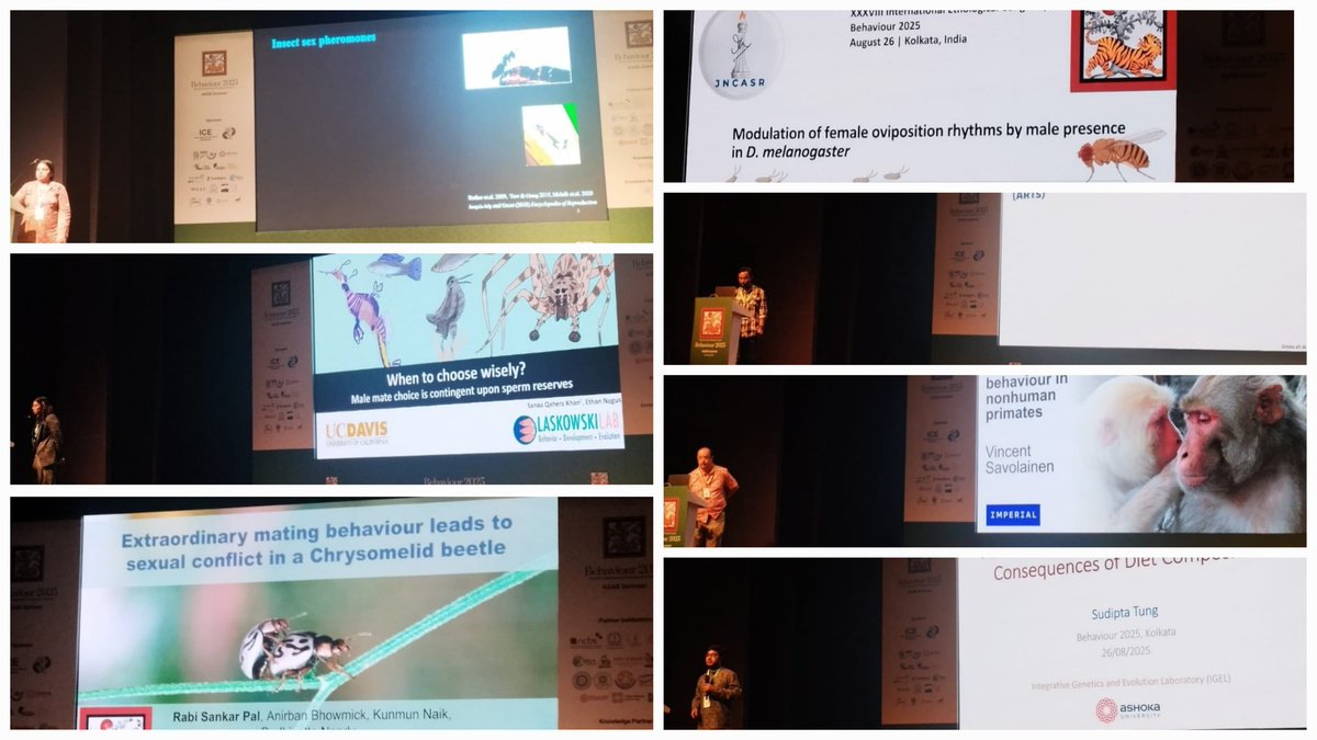 From same-sex behaviour to oviposition modulation, the "Reproductive Strategies and Trade-Offs II" symposium at #Behaviour2025 enlightened the attendees with various interesting tactics used by animals to reproduce!