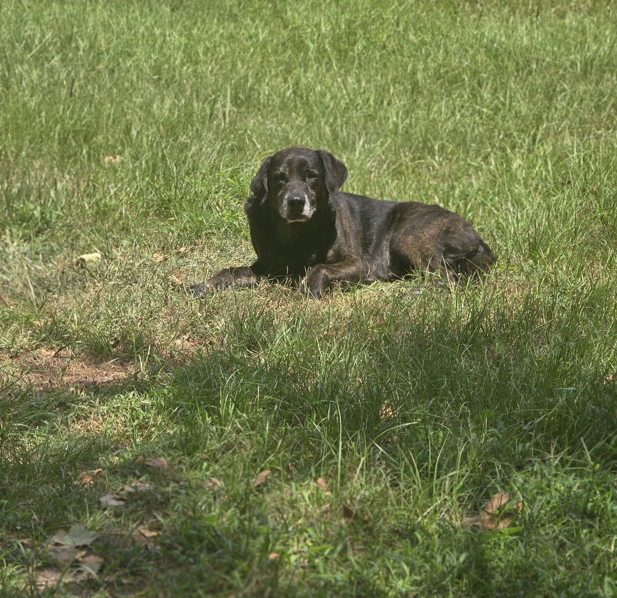 Waiting for his pal, the mailman. ♥️ #poorgiantgordo