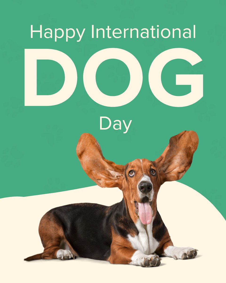 Happy #InternationalDogDay to the treat-obsessed, zoomie-loving legends we call dogs 🐶💛
Shoutout to the ones going bonkers for Nature’s Blend 😉🐾
#DrMartyPets #NaturesBlend #DogLove #InternationalDogDay #FreezeDriedRaw #DrMarty