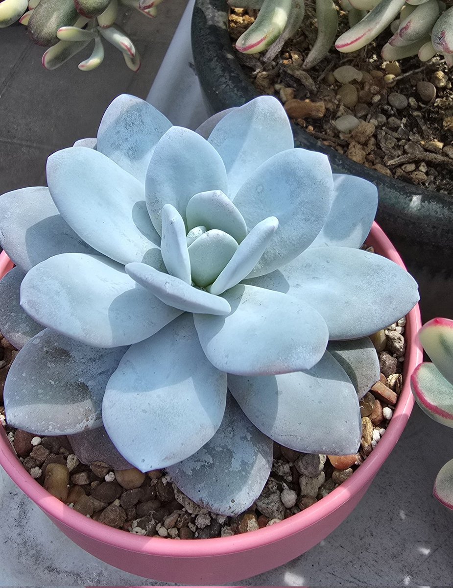 Por fin un buen progreso de esta bella pruinosa🥰😍💚