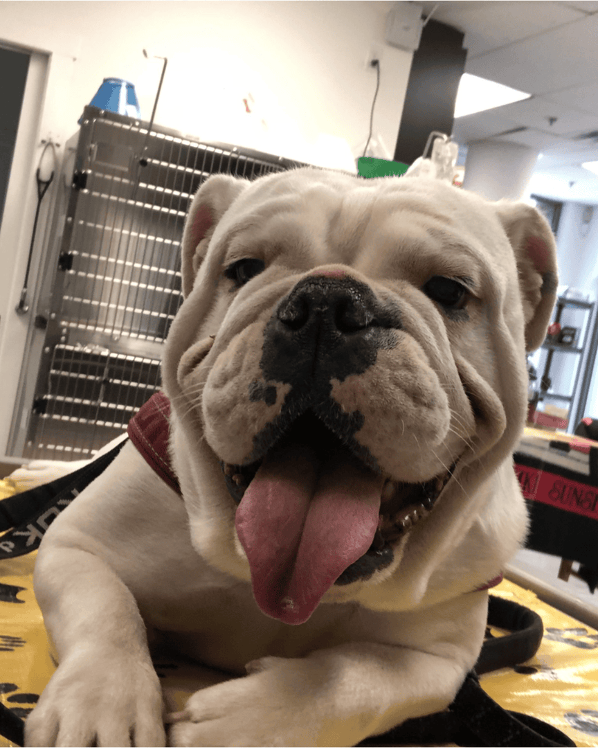 ShopNPV's tweet photo. Today is National Dog Day—an annual celebration of our ever-loyal four-legged friends! 🐶 

A friendly reminder: Bone &amp; Biscuit Co. and Newport Village Animal Hospital are here for all of your canine essentials. 

#NewportVillage #NationalDogDay https://t.co/7vHZ60IdVk
