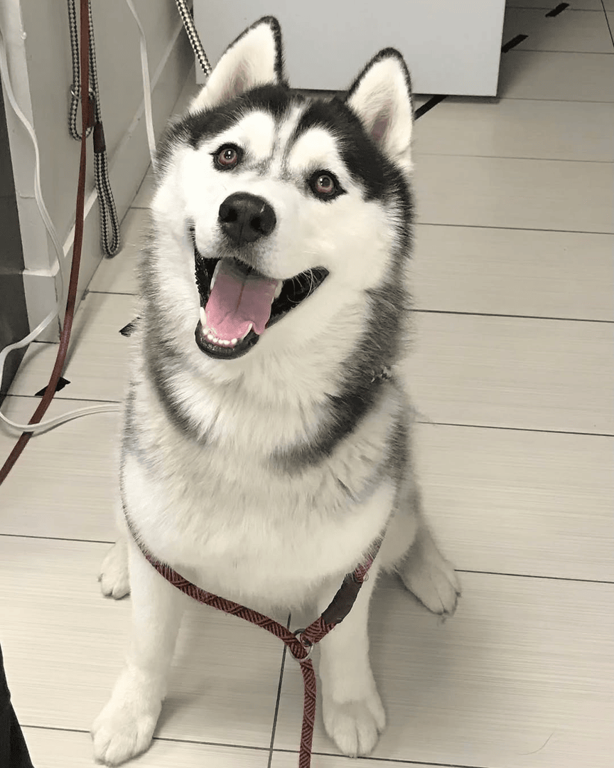 ShopNPV's tweet photo. Today is National Dog Day—an annual celebration of our ever-loyal four-legged friends! 🐶 

A friendly reminder: Bone &amp; Biscuit Co. and Newport Village Animal Hospital are here for all of your canine essentials. 

#NewportVillage #NationalDogDay https://t.co/7vHZ60IdVk