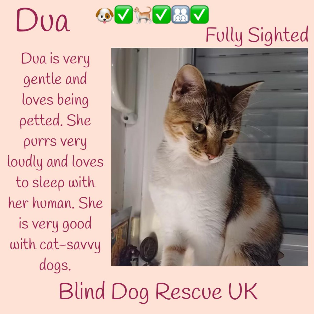 #rehomehour Dua was born approx August 2023 &amp; is fully sighted, she was found on the streets in Skopje, hiding under a car, she was so scared &amp; had never experienced a human touch. She was afraid to come close to the rescuer for 5 days, although she was regularly fed by the lady.