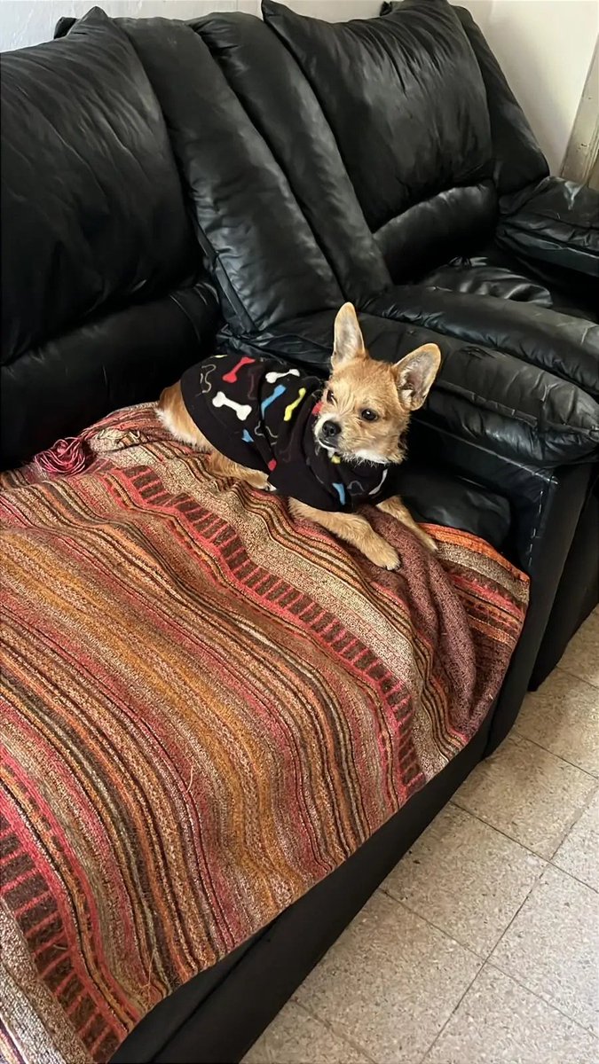 MatuNogueira's tweet photo. Busca a sus dueños !!  Se encontró perrita si alguien la busca está en mi domicilio comunicarse con 098039465. Zona Sayago (Ariel y Waterloo) https://t.co/2HkAo55QJb