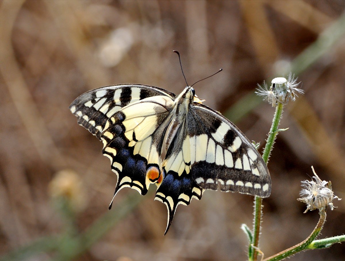 Un placer encontrarse con una Macaón cerca de casa.