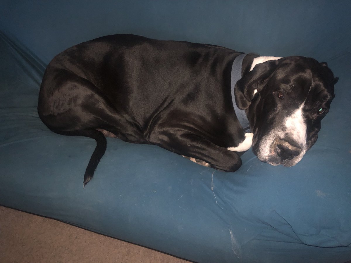 Daniel Reeves tweet media