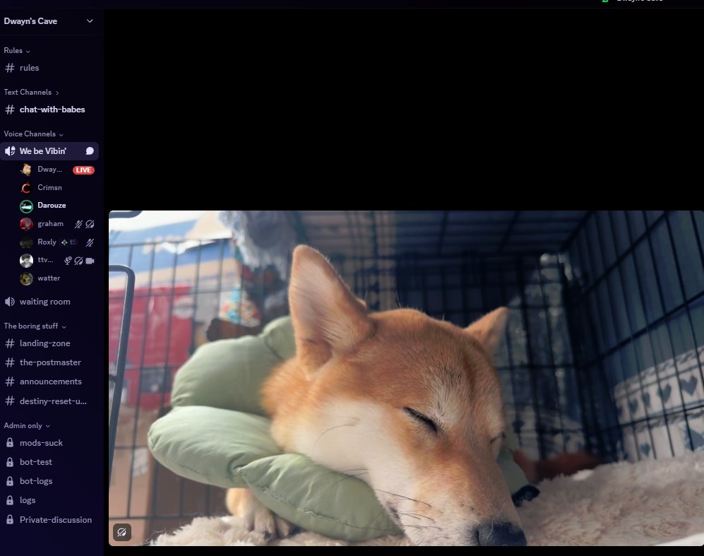 DOGCAM IS IN THE WORK FOR STREAM