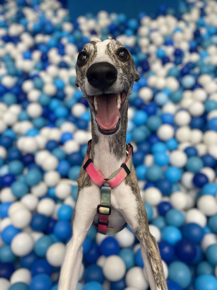 ro_lilla's tweet photo. Trililico Inácio nas suas versões, felizão e artista para comemorar o Dia do Cachorro com os #pravarilovers 
#PraVariar https://t.co/vhe9WrawmA