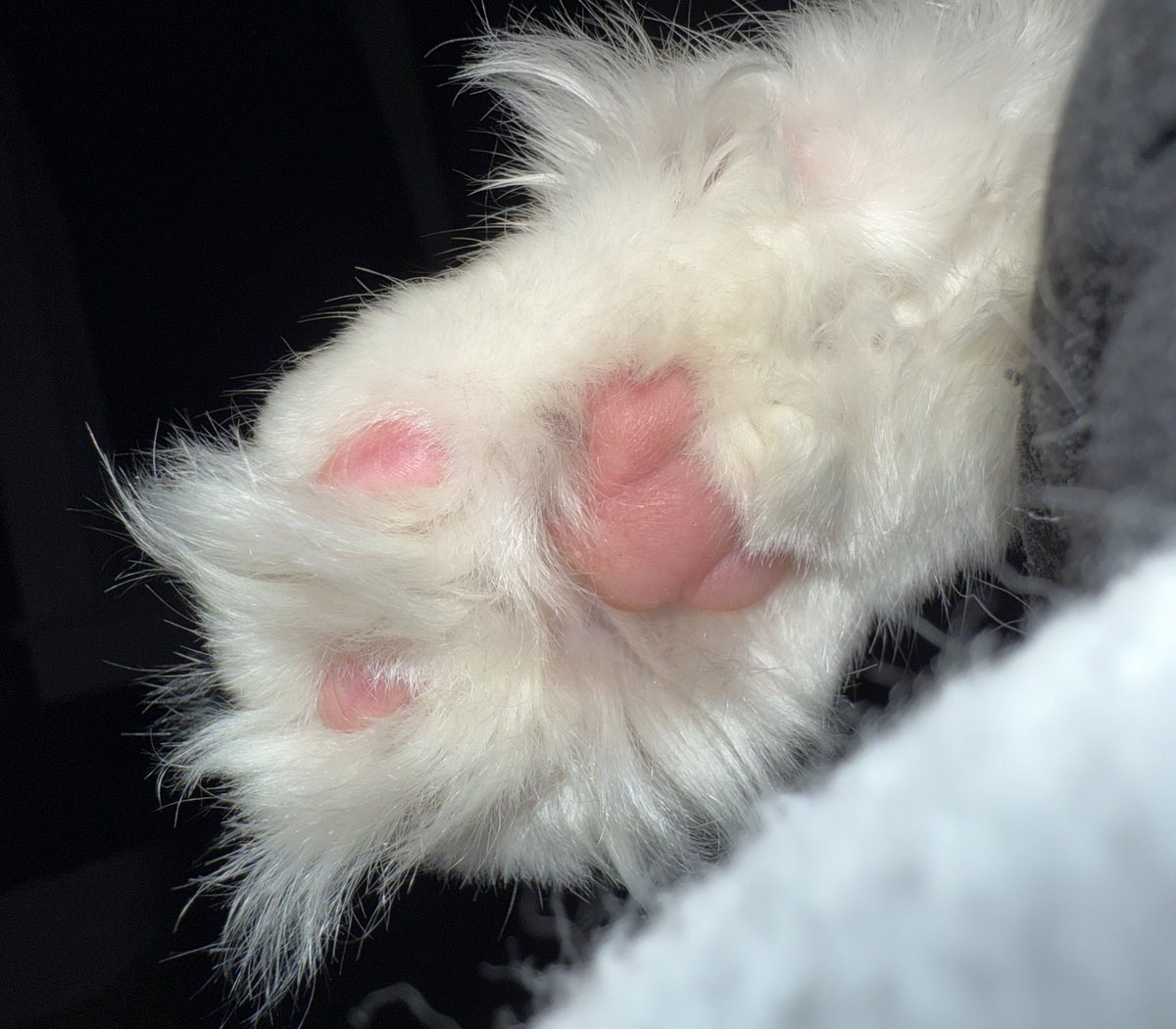 RustyScissors96's tweet image. 🫘 beans 🫘