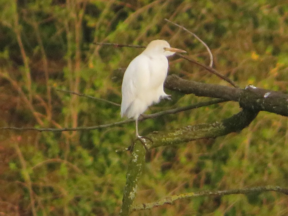 Frampton pools 6 Swift 30+ Sand Martin 2 Great White Egret 3 Cattle Egret 6 Little Egret 6 Grey Heron 3 Green Sandpiper 1 Wigeon 2 Teal 31 Gadwall 19 Tufted Duck 18 Mallard 22 Cormorant 55 Mute Swan 3 Spotted Flycatcher 1 Yellow Wagtail YL Gull #GlosBirds