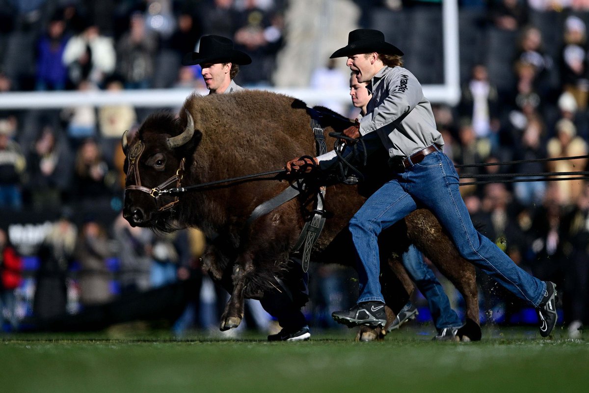 UnnecRoughness's tweet image. Colorado has announced that Ralphie VI will be retiring immediately

@ESPNRittenberg reports that there was an “indifference to running” contributed to this decision 

In the meantime Ralphie VII will begin training

Colorado will not have its annual tradition until Ralphie VII…