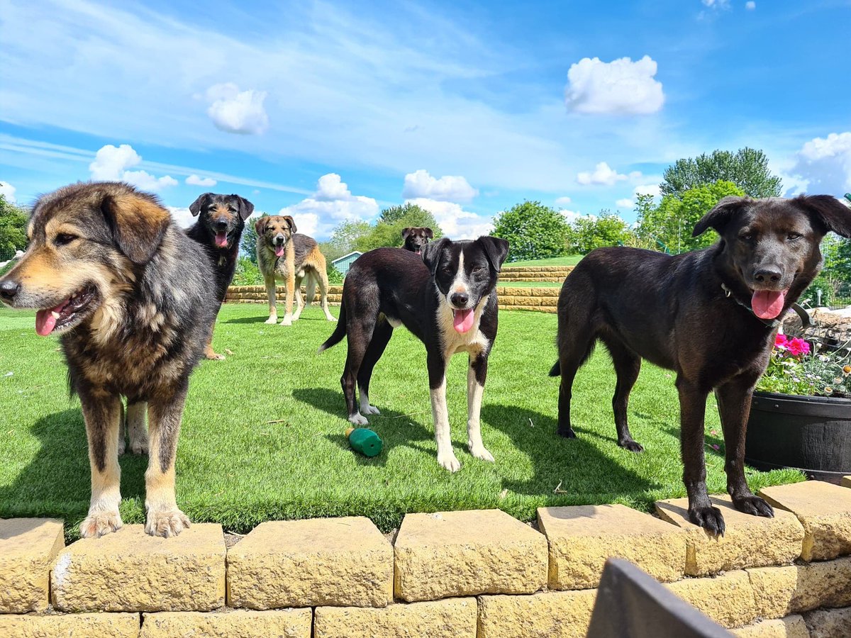 Dogs 4 Rescue tweet media