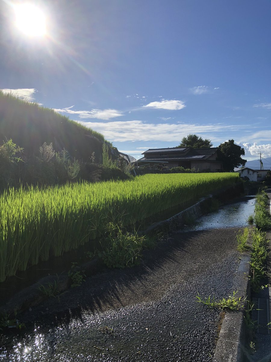 evi_10p's tweet photo. 歩道脇にちっちゃな水田🌾 https://t.co/HGqFGcIyeY