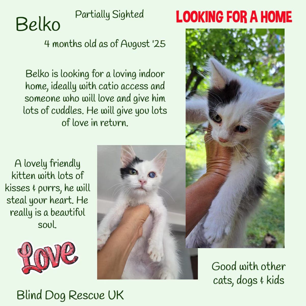#rehomehour  Born in April 2025, BELKO is a stunning boy who was taken to the vet with an eye infection. After a few days of treatment it was noticed that he was actually blind in his left eye. He is a lovely friendly kitten, &amp; with his kisses &amp; purrs, he will steal your heart.