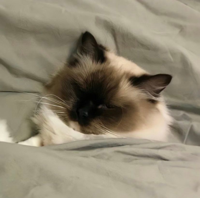 Miaw (@miaw) on Twitter photo 