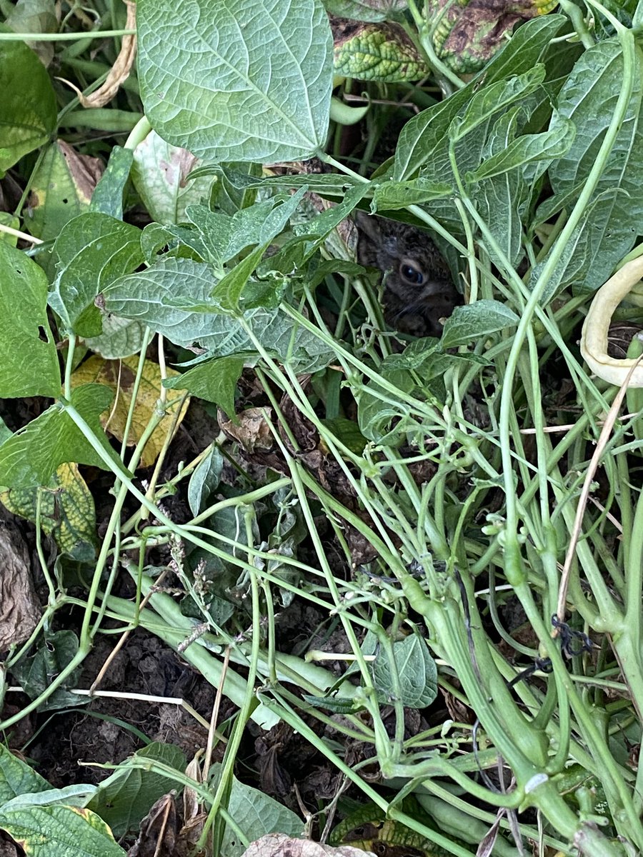 Cueillette des haricots avant l’orage et oh surprise ce petit coquin🐰tout apeuré caché. 
Je l’ai laissé tranquille et j’espère que sa maman passera le voir pour la prochaine tétée. 
Finalement moi qui désespérais de l’état du jardin et de toute cette herbe… c’est un refuge 🥰