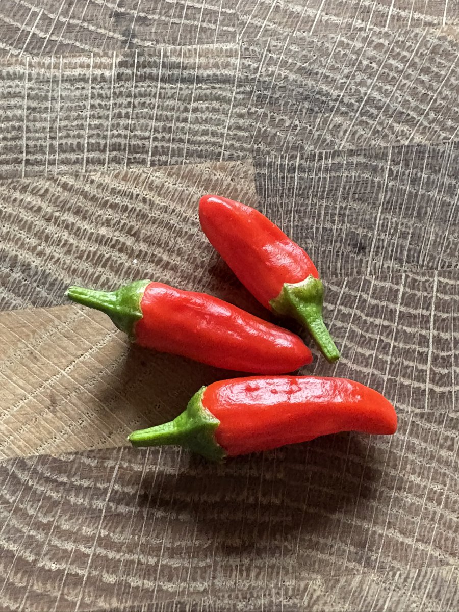 It’s the time of year when I have to remember to take the chillies I’ve harvested from the garden out of my pocket or I find them in a few days time when they’ve gone squidgy #gardening #mygarden #growyourown #heatwave #GardeningX #gardeningtwitter