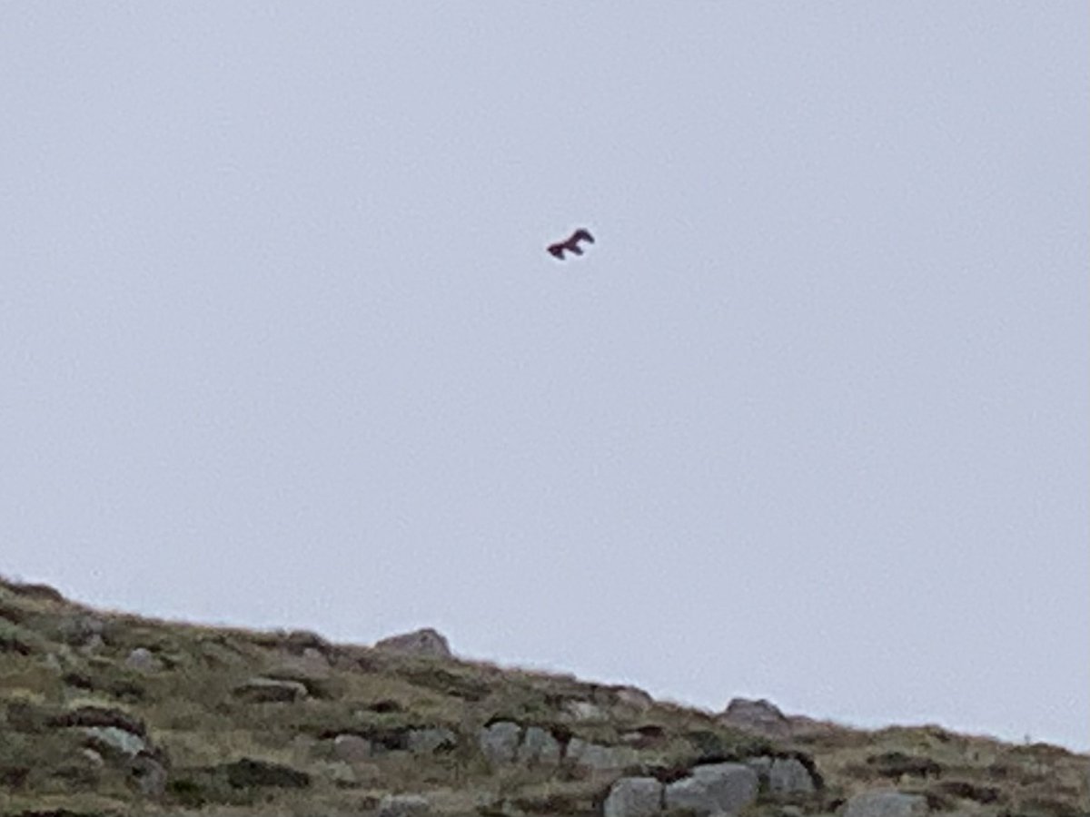 Great VP today. Cracking view (eventually), big boulder for shelter and plenty golden eagles. A couple of close fly byes (despite what photo suggests)! All accessed by boat which is a nice change.