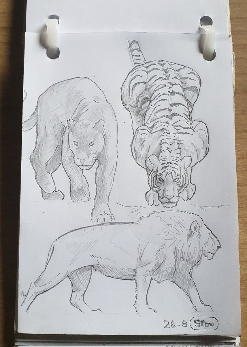 __stiv's tweet image. day 26
#bigcat #30daysartchallenge