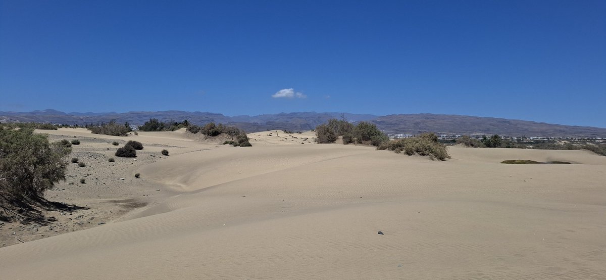 Andrew Potter tweet media