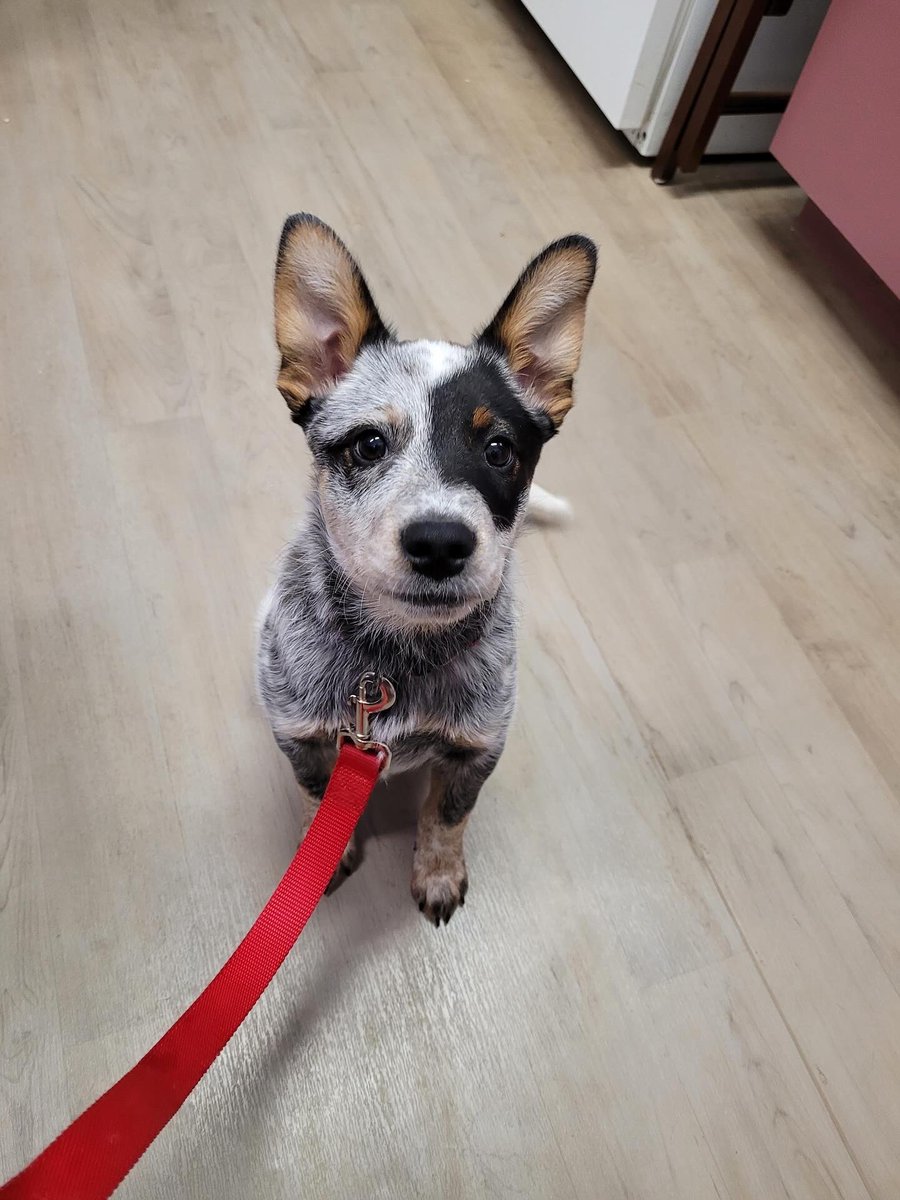 roguedetection's tweet image. Happy #NationalDogDay!!! While we adopt most of our future #ConservationK9s from shelters &amp;amp; rescues as adults, a *few* we’ve known since puppyhood (or have pics of them as puppies)! 🥹 

Can you guess which Rogue Dog they grew up to be? 🥰🐾🫶🏽