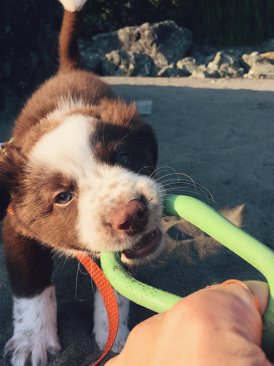 roguedetection's tweet image. Happy #NationalDogDay!!! While we adopt most of our future #ConservationK9s from shelters &amp;amp; rescues as adults, a *few* we’ve known since puppyhood (or have pics of them as puppies)! 🥹 

Can you guess which Rogue Dog they grew up to be? 🥰🐾🫶🏽