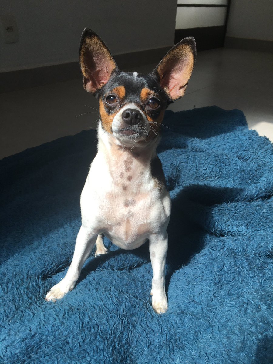 missingyou1D's tweet image. #pravariar Juju e Lud: as QUEENS aqui de casa