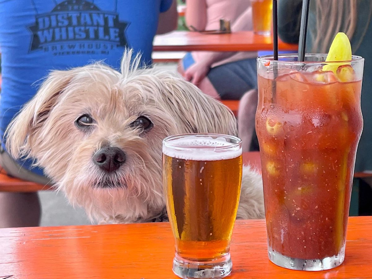 VisitMuskegon's tweet photo. 🐾 It's National Dog Day! 🐶

Grab your leash and head to Muskegon County. Let your pup splash at Kruse Park Dog Beach, explore trails with water stations, or hang out at a dog-friendly patio.

Fetch all the details here: https://t.co/zwrhvPrWha https://t.co/OpkUQhFbNY