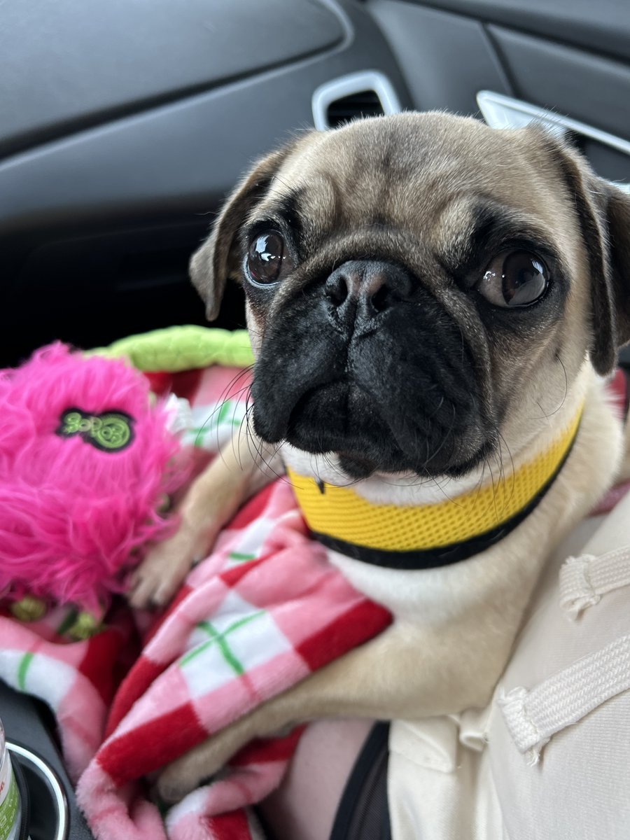 Are you looking for a new best friend? Theo is looking for a forever family on <a href="/petfinder/">Petfinder</a> petfinder.com/dog/theo-77973…