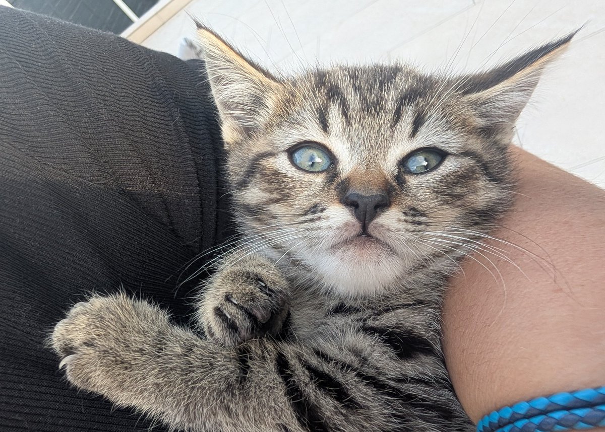 Kitty is nearly ready for us to pick-up, still struggling on a name though 😻