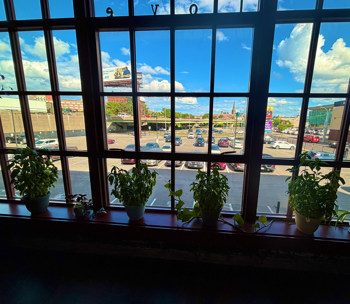 All my basil is ready to be pesto!💚