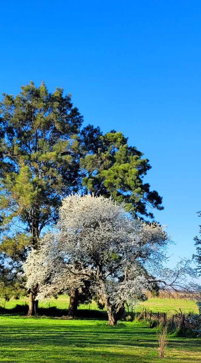 Ciruelo en flor que hermosura, che.