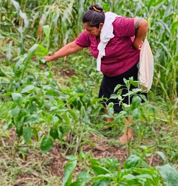 #PACO1 I Acompañamos a lideresas del Grupo de Huerto Comunitario de Santa Catarina Masahuat para monitorear el funcionamiento de la iniciativa y ver de primera mano la cosecha de algunas verduras, como tomates, chile verde, ejotes que les beneficiarán para una alimentación sana🌱