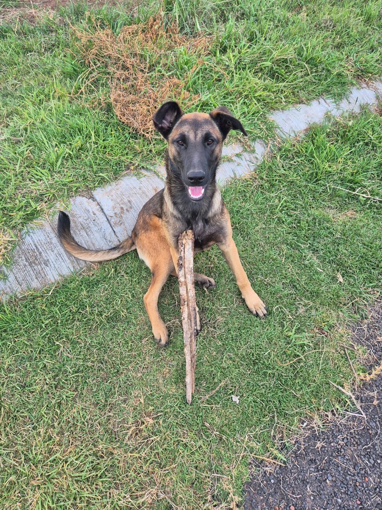 Comparto fotos y texto de <a href="/Flor990990/">Flor</a> (contactarla directo a esa cuenta :))

Somos hermanos Bruno y Pancho, tenemos 5 meses aproximadamente, vivimos con unos humanos que nunca están en casa, no nos hacen cariños ni mucho caso, estamos afuera y cuando llueve no tenemos donde