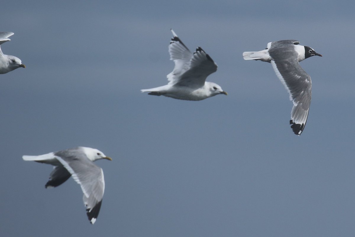 With gull numbers dropping to double digit counts on the island a 100 strong congregation struck some interest. A dark mantled, black hooded bird caught my attention and after a scramble this Franklin's gull was nailed down!