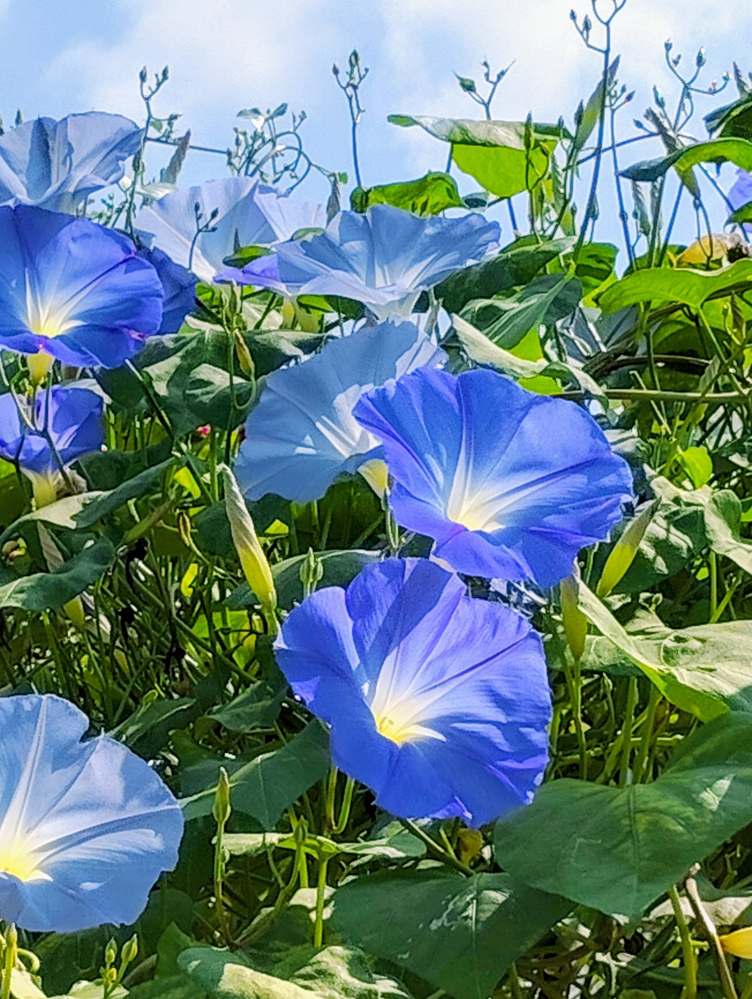 あさがお - Search / X