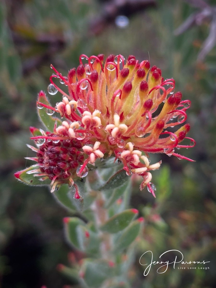 JennyPaPB's tweet image. Not sure which is more intriguing the rain drops or the Leucospermum calligerum aka the arid pincushion (Proteaceae). Found on top of the Cederberg mountains while botanising in the rain…

 #spring #endemic #fynbos #thisiswhyilivehere #wildflowers #flowerphotography #nature