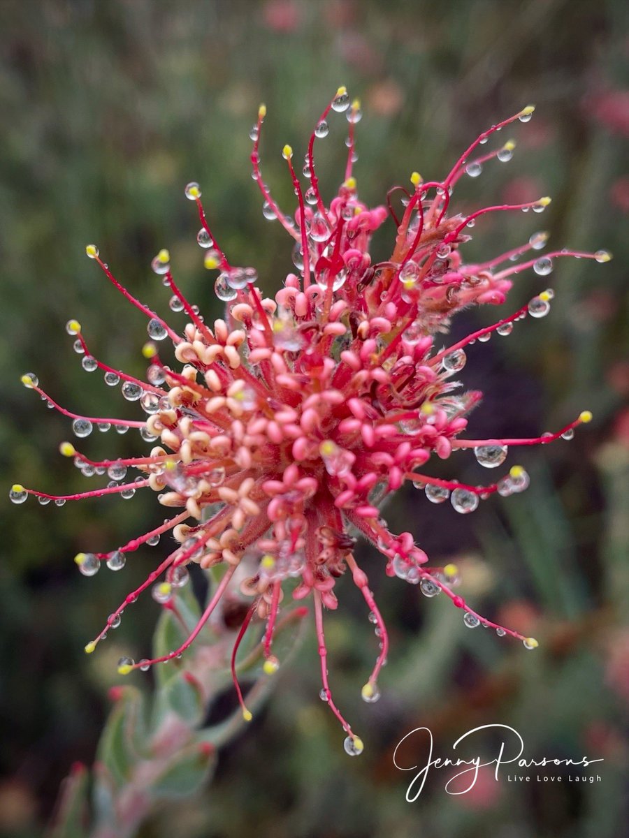 JennyPaPB's tweet image. Not sure which is more intriguing the rain drops or the Leucospermum calligerum aka the arid pincushion (Proteaceae). Found on top of the Cederberg mountains while botanising in the rain…

 #spring #endemic #fynbos #thisiswhyilivehere #wildflowers #flowerphotography #nature