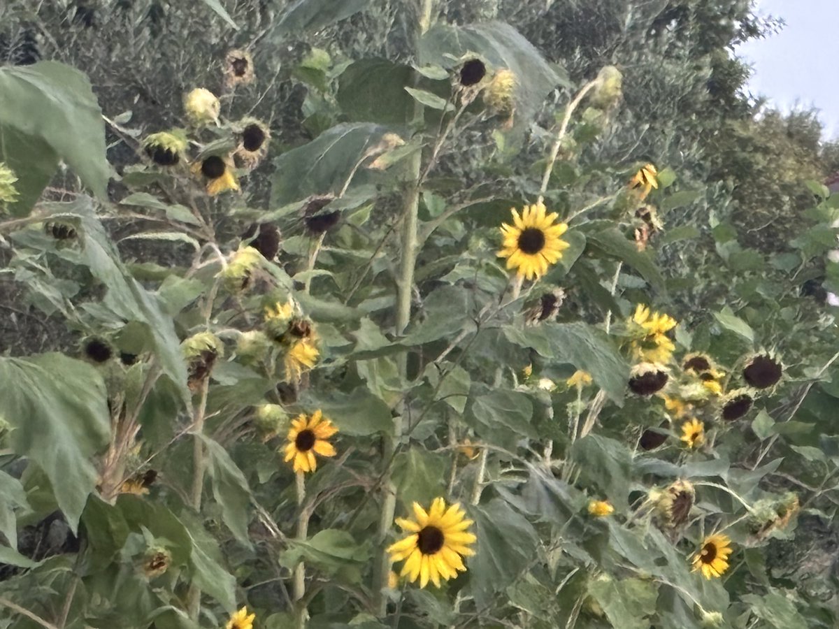 2028.8.27
今日のお花💐
いつものお花達💐
今日は蚊に🦟刺されないように虫除け塗ってきたよ
初めからこうすりゃ良かった😇