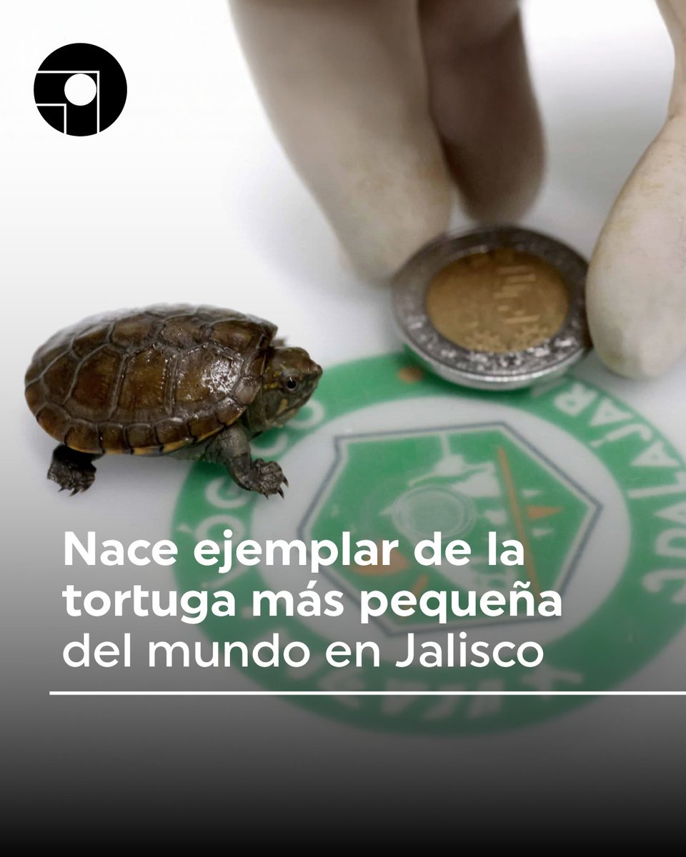 🐢✨ El <a href="/ZooGuadalajara/">ZoologicoGuadalajara</a> logra la primera reproducción en cautiverio de la #tortuga ‘casquito’ (Kinosternon vogti), la más pequeña del mundo y en peligro de #extinción.

Este ejemplar, conocido como ‘#tortuga casquito de #Vallarta’, se distingue por la mancha amarilla en la nariz