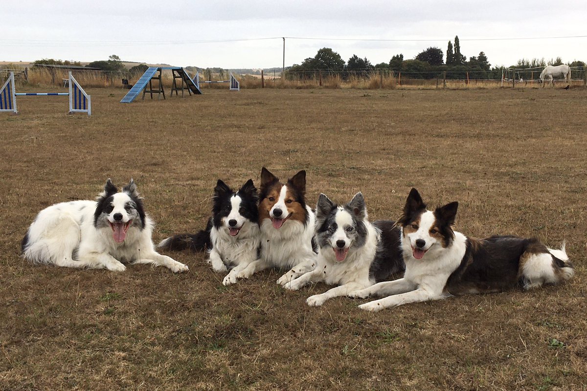 This evening when hoomin finished werk we went to our field to do some ‘gility training.  It was fun but our field is very brown 😬
#drought