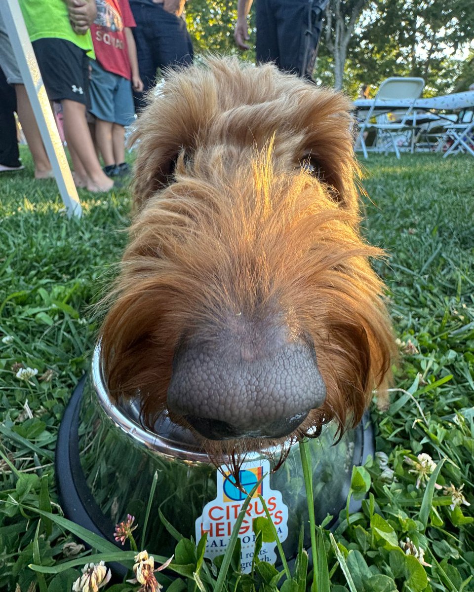 Happy National Dog Day, Citrus Heights!🐶 Share your pup’s name (and a photo!) in the replies so we can celebrate together. 🐾

📌 Learn more about pet licensing, lost &amp; found pets, and Animal Services at citrusheights.net/animalservices.